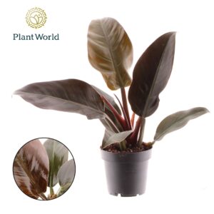 Philodendron Imperial Red Philodendron Imperial Red
(14 Plants/Order)(12cmP 40cmH)
