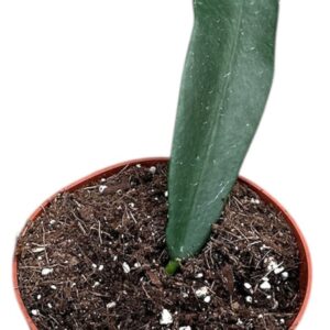 Hoya Hoya Meliflua Island
(9 Plants/Order)(10.5cmP 15cmH)