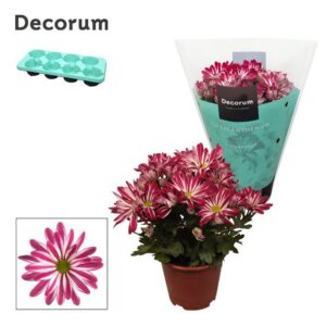 Chrysanthemum Rainbow Twist Chrysanne® Margarita Bicolor 'Candy'
(8 Plants/Order)(13cmP 25cmH)