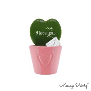 Hoya kerrii Hoya kerrii Message Printz "I Love You" met Ceramics Boston pink
(12 Plants/Order)(7cmP 10cmH)
