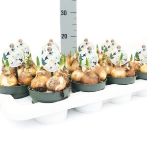 Narcissus Narcis Silver Chimes
(12 Plants/Order)(12cmP 10cmH)
