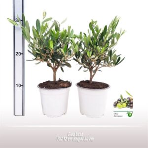 Olea europaea Olea struik
(8 Plants/Order)(12cmP 30cmH)