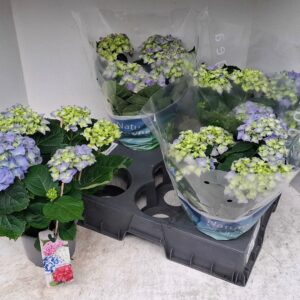 Hydrangea blue Hydrangea blue
(6 Plants/Order)(15cmP 40cmH)