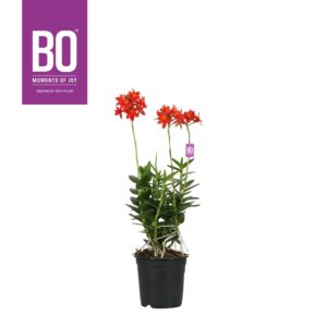 Epidendrum Epidendrum P15 BO Nazca
(8 Plants/Order)(15cmP 50cmH)