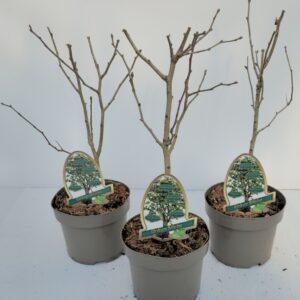 Ginkgo Ginkgo Biloba
(1 Plants/Order)(20cmP 60cmH)