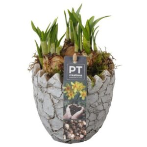 Narcissus Tete a Tete PTNP4470 Arrangement Narcissus Easter in beton ei
(8 Plants/Order)(12cmP 18cmH)