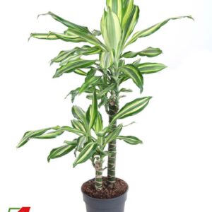 Dracaena fragrans Dracaena Silver Dream 45-15
(1 Plants/Order)(19cmP 100cmH)