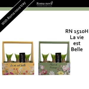 Hyacinthus Arrangement 1510H - La vie est Belle (Hyacint)
(6 Plants/Order)(23cmP 24cmH)
