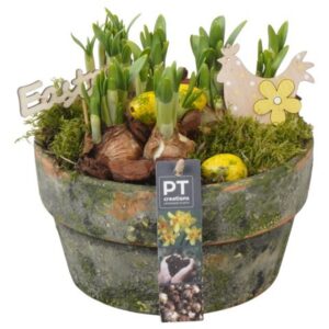 Narcissus Tete a Tete PTNP4462 Arrangement Narcissus Easter in terracotta schaal
(3 Plants/Order)(21cmP 18cmH)