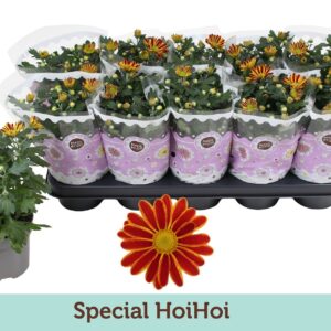 Chrysanthemum Robinho Red Chrysanthemum Special HoiHoi
(10 Plants/Order)(12cmP 25cmH)