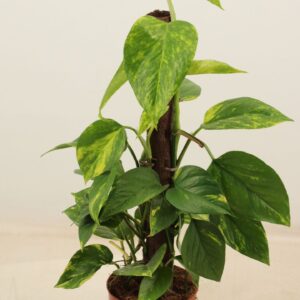 Epipremnum pinnatum Aureum epipremnum aureum 50cm Kratiste klimstok
(7 Plants/Order)(14cmP 50cmH)