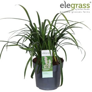 Liriope Monroe White Liriope muscari Monroe White P19
(1 Plants/Order)(19cmP 50cmH)