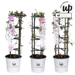 Clematis Montana Clematis Montana Our Choice mix laag P23
(17 Plants/Order)(23cmP 75cmH)