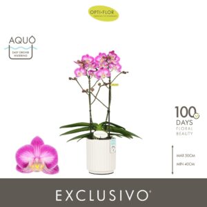Phalaenopsis Multiflora Exclusivo Cupido 2 spike in Molise White Aquo
(6 Plants/Order)(12cmP 45cmH)