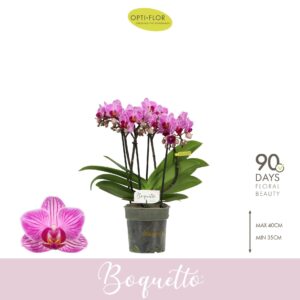Phalaenopsis Multifloratypes other Boquetto Delight 3-5 spike
(12 Plants/Order)(12cmP 35cmH)