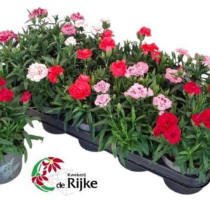 Carnation Oscar Anjer P12 b
(10 Plants/Order)(12cmP 20cmH)