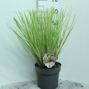 Cortaderia other Cortaderia Minipampas 'Mini golden Pampas' P23
(1 Plants/Order)(23cmP 60cmH)