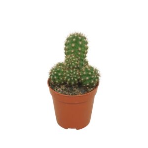 Chamaecerus Sylverstrii Hybriden Chameocereus Ubink 'Red' 5,5 cm
(20 Plants/Order)(5.5cmP 8cmH)