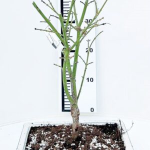 Acer palmatum Jerre Schwartz Acer palmatum Jerre Schwarz, Pot 26cm.
(3 Plants/Order)(26cmP 50cmH)