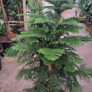 Araucaria heterophylla Araucaria 150
(1 Plants/Order)(30cmP 150cmH)