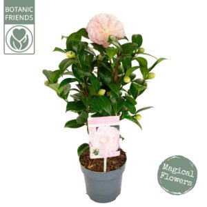 Camellia japonica Camellia jap. 'Nuccio's Cameo' Premium
(6 Plants/Order)(15cmP 50cmH)