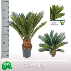Cycas revoluta 11-14 Feathers
(9 Plants/Order)(14cmP 55cmH)