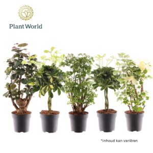 Indoor plants gem. green 3 Types Polyscias busch and Schefflera gevlochten stam mix
(6 Plants/Order)(17cmP 60cmH)