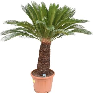 Cycas revoluta Cycas revoluta P53 ST70
(1 Plants/Order)(53cmP 180cmH)