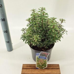 Pieris japonica Little Heath Pieris jap. ‘Little Heath’
(1 Plants/Order)(19cmP 30cmH)