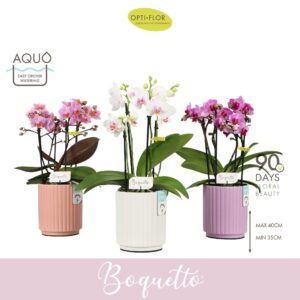 Phalaenopsis Multiflora Boquetto mix 3-5 spike in Molise mix Aquo
(6 Plants/Order)(12cmP 35cmH)