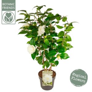 Camellia japonica Camellia jap. 'Nuccio's Gem' Premium
(1 Plants/Order)(19cmP 75cmH)