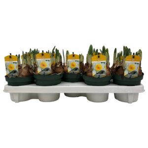 Narcissus Attraction Narcissus Attraction Big Headed
(12 Plants/Order)(12cmP 15cmH)