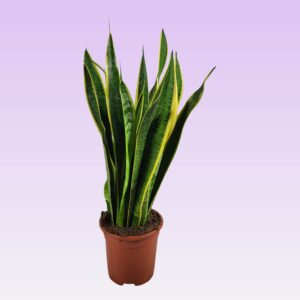 Sansevieria Laurentii Sansevieria trifasciata 'Laurentii' 60cm
(1 Plants/Order)(17cmP 60cmH)