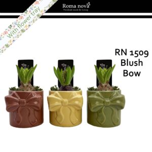 Hyacinthus Arrangement 1509 - Blush Bow (Hyacint)
(8 Plants/Order)(9cmP 15cmH)