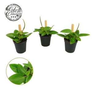 Peperomia Pixie Peperomia Pixie 5,5cm
(20 Plants/Order)(5.5cmP 10cmH)