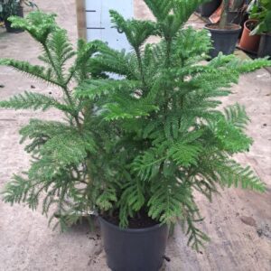 Araucaria heterophylla Araucaria toef 90
(1 Plants/Order)(30cmP 90cmH)