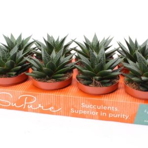 Gasteria Flow Gasteria noa 12
(8 Plants/Order)(12cmP 15cmH)