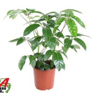 Schefflera Amate Schefflera Amata 2PP P24
(1 Plants/Order)(24cmP 80cmH)