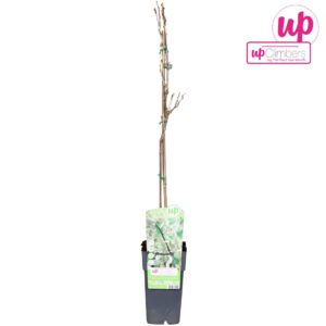 Wisteria Alba Wisteria floribunda Alba P15
(10 Plants/Order)(15cmP 70cmH)