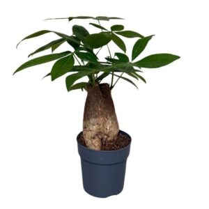 Pachira aquatica Pachira trunk
(10 Plants/Order)(12cmP 35cmH)