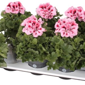 Pelargonium Pelargonium Grandifloru Pelg. Don Piero 12cm
(8 Plants/Order)(12cmP 28cmH)