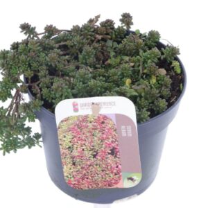 Sedum album Coral Carpet Sedum album Coral Carpet
(8 Plants/Order)(13cmP 15cmH)