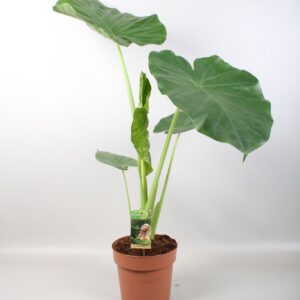 Alocasia macrorrhiza Alocasia Macrorrhiza
(1 Plants/Order)(17cmP 90cmH)