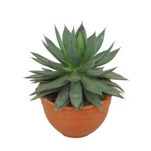 Agave other Macroacantha Agave 'Red edge' COMPACT 20 cm
(2 Plants/Order)(20cmP 26cmH)