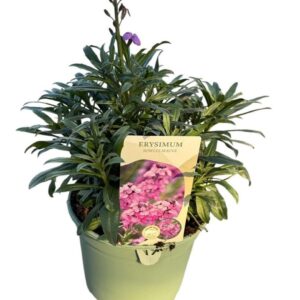Erysimum linifolium Bowles Mauve Erysimum 'Bowles Mauve' only Full CC
(1 Plants/Order)(17cmP 45cmH)