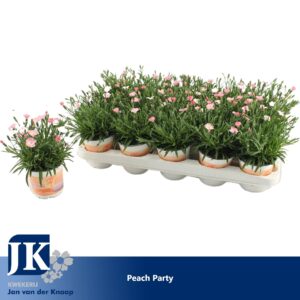 Carnation Diantica Peach Party Carnation Peach Party
(15 Plants/Order)(10.5cmP 20cmH)