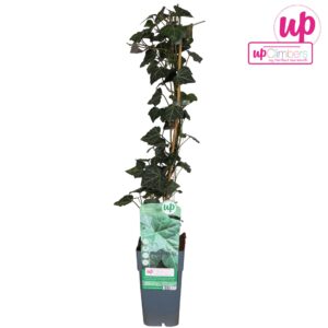 Hedera hibernica Hedera hibernica P15
(10 Plants/Order)(15cmP 65cmH)