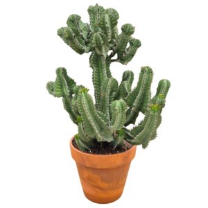 Euphorbia Euphorbia cooperi 40 cm
(1 Plants/Order)(40cmP 110cmH)