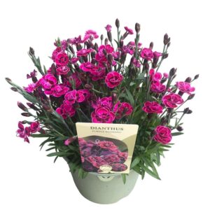 Carnation barbatus Carnation 'Purple Wedding'
(1 Plants/Order)(17cmP 35cmH)