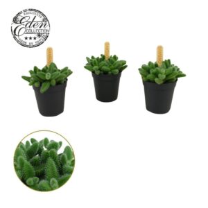 Delosperma echinat Delosperma Echinatum 5,5cm
(20 Plants/Order)(5.5cmP 10cmH)